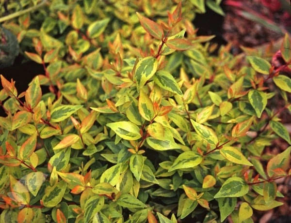 Abelia × Grandiflora 'Kaleidoscope' (PBR) 2 Abelia × Grandiflora 'Kaleidoscope' (PBR) - Image 2