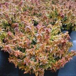 Abelia × Grandiflora 'Kaleidoscope' (PBR) 7 Abelia × Grandiflora 'Kaleidoscope' (PBR) -Plants Shop pl2000019572 card3 lg