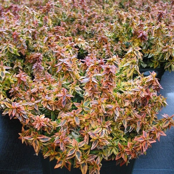 Abelia × Grandiflora 'Kaleidoscope' (PBR) 3 Abelia × Grandiflora 'Kaleidoscope' (PBR) - Image 3