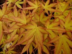 Acer Palmatum 'Katsura' -Plants Shop pl2000019574 card3 lg