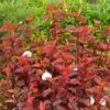 Physocarpus Opulifolius Diable D'Or ('Mindia') (PBR)
