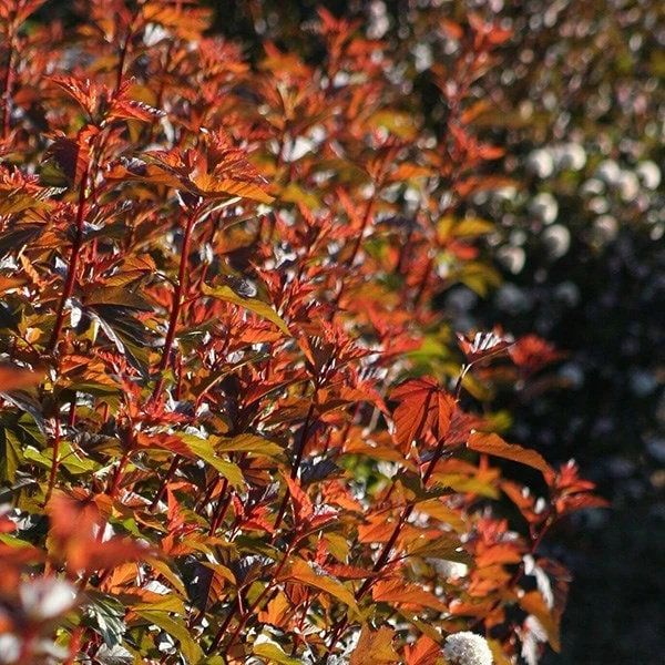 Physocarpus Opulifolius Diable D'Or ('Mindia') (PBR) 4 Physocarpus Opulifolius Diable D'Or ('Mindia') (PBR) - Image 4