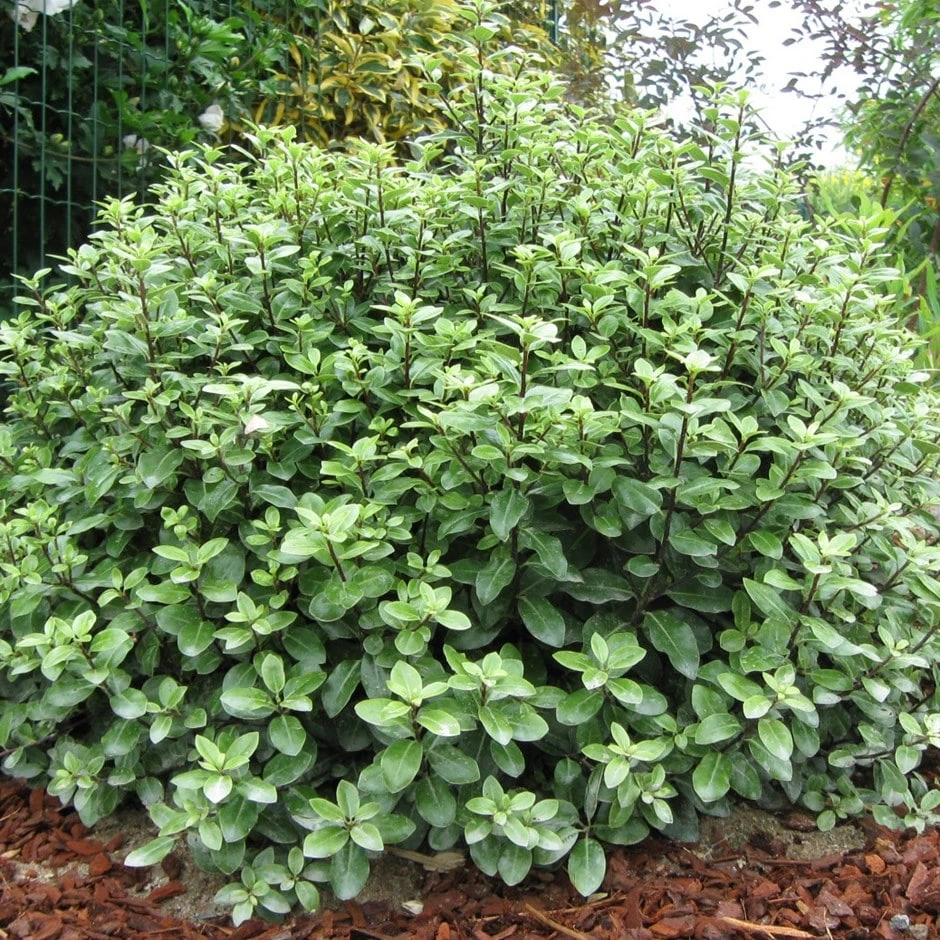 Pittosporum Tenuifolium 'Golf Ball' (PBR) 1 Pittosporum Tenuifolium 'Golf Ball' (PBR)