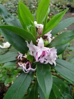 Daphne Perfume Princess ('Dapjur01') (PBR) 19 Daphne Perfume Princess ('Dapjur01') (PBR) -Plants Shop pl2000019596 card10 lg