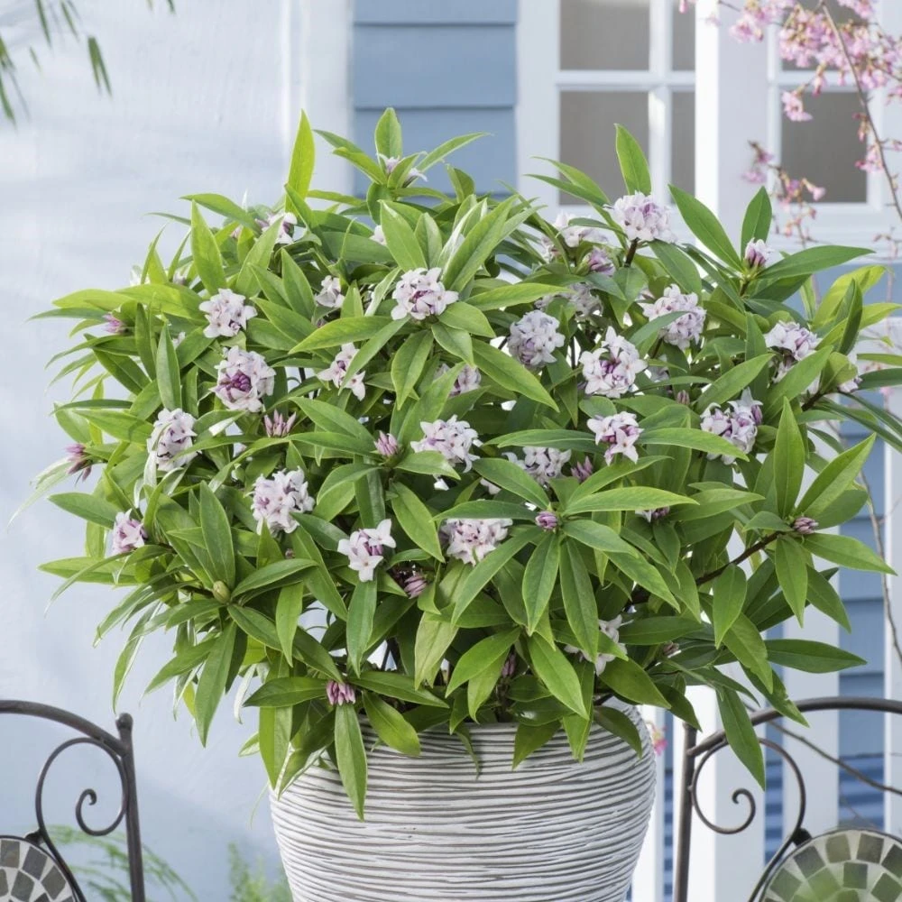 Daphne Perfume Princess ('Dapjur01') (PBR) 2 Daphne Perfume Princess ('Dapjur01') (PBR) - Image 2