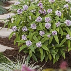 Daphne Perfume Princess ('Dapjur01') (PBR) 13 Daphne Perfume Princess ('Dapjur01') (PBR) -Plants Shop pl2000019596 card4 lg