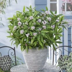 Daphne Perfume Princess ('Dapjur01') (PBR) 14 Daphne Perfume Princess ('Dapjur01') (PBR) -Plants Shop pl2000019596 card5 lg