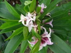 Daphne Perfume Princess ('Dapjur01') (PBR) 18 Daphne Perfume Princess ('Dapjur01') (PBR) -Plants Shop pl2000019596 card9 lg