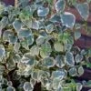 Hydrangea Anomala Subsp. Petiolaris 'Silver Lining' (PBR)