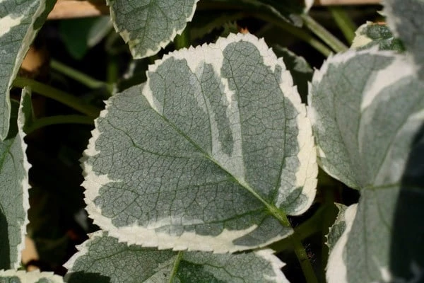 Hydrangea Anomala Subsp. Petiolaris 'Silver Lining' (PBR) 2 Hydrangea Anomala Subsp. Petiolaris 'Silver Lining' (PBR) - Image 2