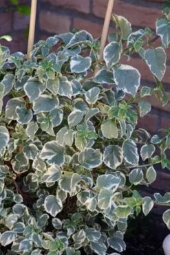Hydrangea Anomala Subsp. Petiolaris 'Silver Lining' (PBR) 5 Hydrangea Anomala Subsp. Petiolaris 'Silver Lining' (PBR) -Plants Shop pl2000019652 card3 lg