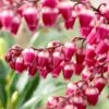 Pieris Japonica 'Passion' (PBR)