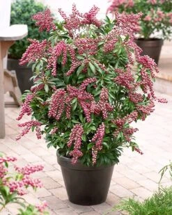 Pieris Japonica 'Passion' (PBR) 8 Pieris Japonica 'Passion' (PBR) -Plants Shop pl2000019698 card3 lg