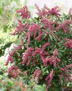Pieris Japonica 'Passion' (PBR) 11 Pieris Japonica 'Passion' (PBR) -Plants Shop pl2000019698 card6 lg