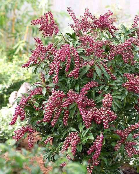 Pieris Japonica 'Passion' (PBR) 6 Pieris Japonica 'Passion' (PBR) - Image 6