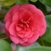 Camellia Japonica 'Lady Campbell'