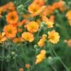 Geum 'Totally Tangerine' (PBR)