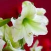 Hippeastrum (Galaxy Group) 'Christmas Gift'