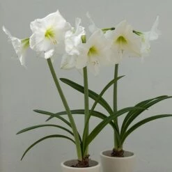 Hippeastrum (Galaxy Group) 'Christmas Gift' -Plants Shop pl2000020236 card3 lg