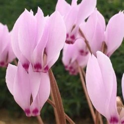 Cyclamen Cilicium -Plants Shop pl2000020261 card3 lg