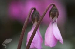 Cyclamen Cilicium -Plants Shop pl2000020261 card4 lg