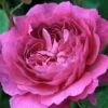 Rosa 'Reine Victoria'