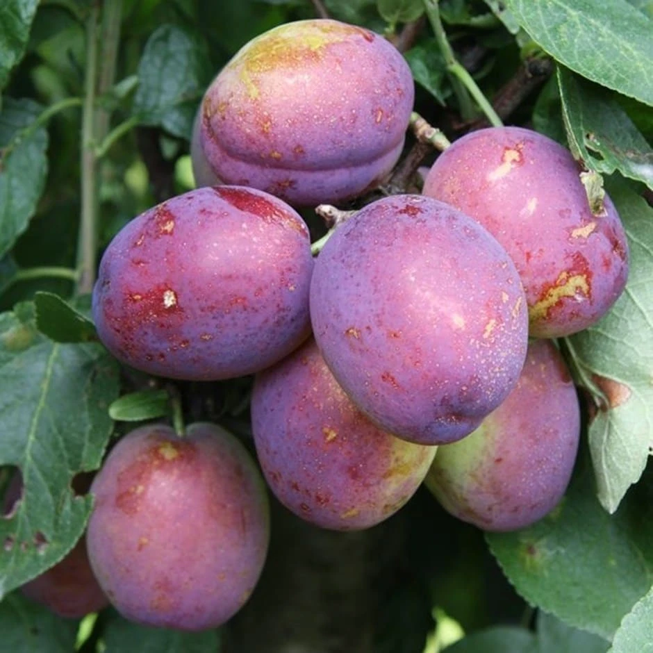 Plum 'Jubilee' 1 Plum 'Jubilee'