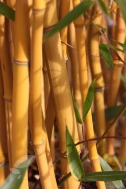 Phyllostachys Aureosulcata F. Spectabilis -Plants Shop pl2000020847 card3 lg