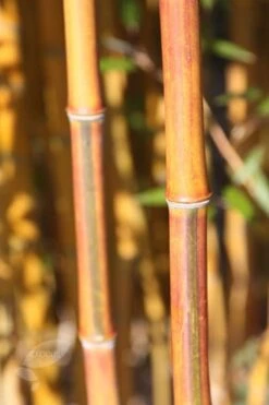 Phyllostachys Aureosulcata F. Spectabilis -Plants Shop pl2000020847 card4 lg