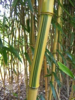 Phyllostachys Aureosulcata F. Spectabilis -Plants Shop pl2000020847 card5 lg