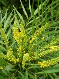 Mahonia Eurybracteata Subsp. Ganpinensis 'Soft Caress' (PBR) 10 Mahonia Eurybracteata Subsp. Ganpinensis 'Soft Caress' (PBR) -Plants Shop pl2000020849 card4 lg