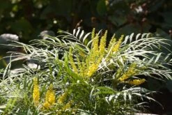 Mahonia Eurybracteata Subsp. Ganpinensis 'Soft Caress' (PBR) 11 Mahonia Eurybracteata Subsp. Ganpinensis 'Soft Caress' (PBR) -Plants Shop pl2000020849 card5 lg