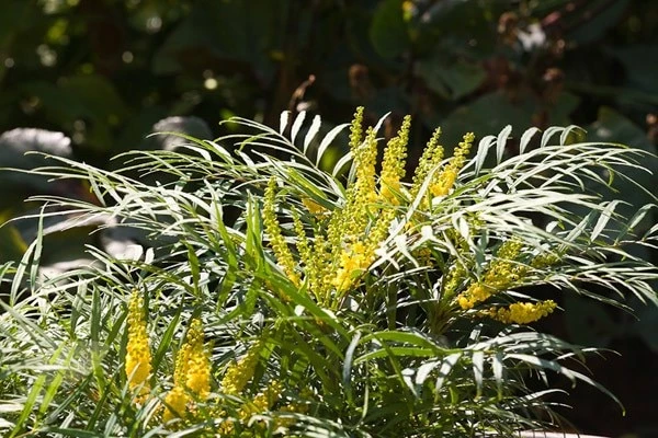 Mahonia Eurybracteata Subsp. Ganpinensis 'Soft Caress' (PBR) 5 Mahonia Eurybracteata Subsp. Ganpinensis 'Soft Caress' (PBR) - Image 5