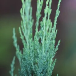 Juniperus Scopulorum 'Blue Arrow'
