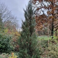 Juniperus Scopulorum 'Blue Arrow' 5 Juniperus Scopulorum 'Blue Arrow' -Plants Shop pl2000020864 card3 lg