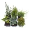 Award-winning Conifer Collection