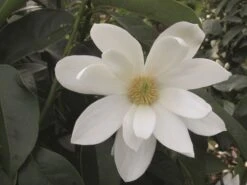 Magnolia Fairy Magnolia White ('Micjur05') (PBR) -Plants Shop pl2000020883 card3 lg