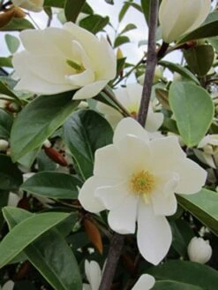 Magnolia Fairy Magnolia White ('Micjur05') (PBR) -Plants Shop pl2000020883 card6 lg