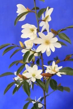 Magnolia Fairy Magnolia White ('Micjur05') (PBR) -Plants Shop pl2000020883 card7 lg