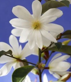 Magnolia Fairy Magnolia White ('Micjur05') (PBR) -Plants Shop pl2000020883 card8 lg