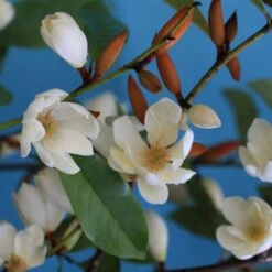 Magnolia Fairy Magnolia Cream ('MicJur02') (PBR) 9 Magnolia Fairy Magnolia Cream ('MicJur02') (PBR) -Plants Shop pl2000020884 card3 lg