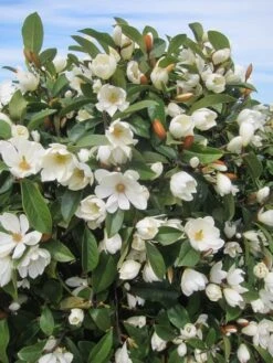 Magnolia Fairy Magnolia Cream ('MicJur02') (PBR) 10 Magnolia Fairy Magnolia Cream ('MicJur02') (PBR) -Plants Shop pl2000020884 card4 lg