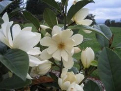 Magnolia Fairy Magnolia Cream ('MicJur02') (PBR) 11 Magnolia Fairy Magnolia Cream ('MicJur02') (PBR) -Plants Shop pl2000020884 card5 lg