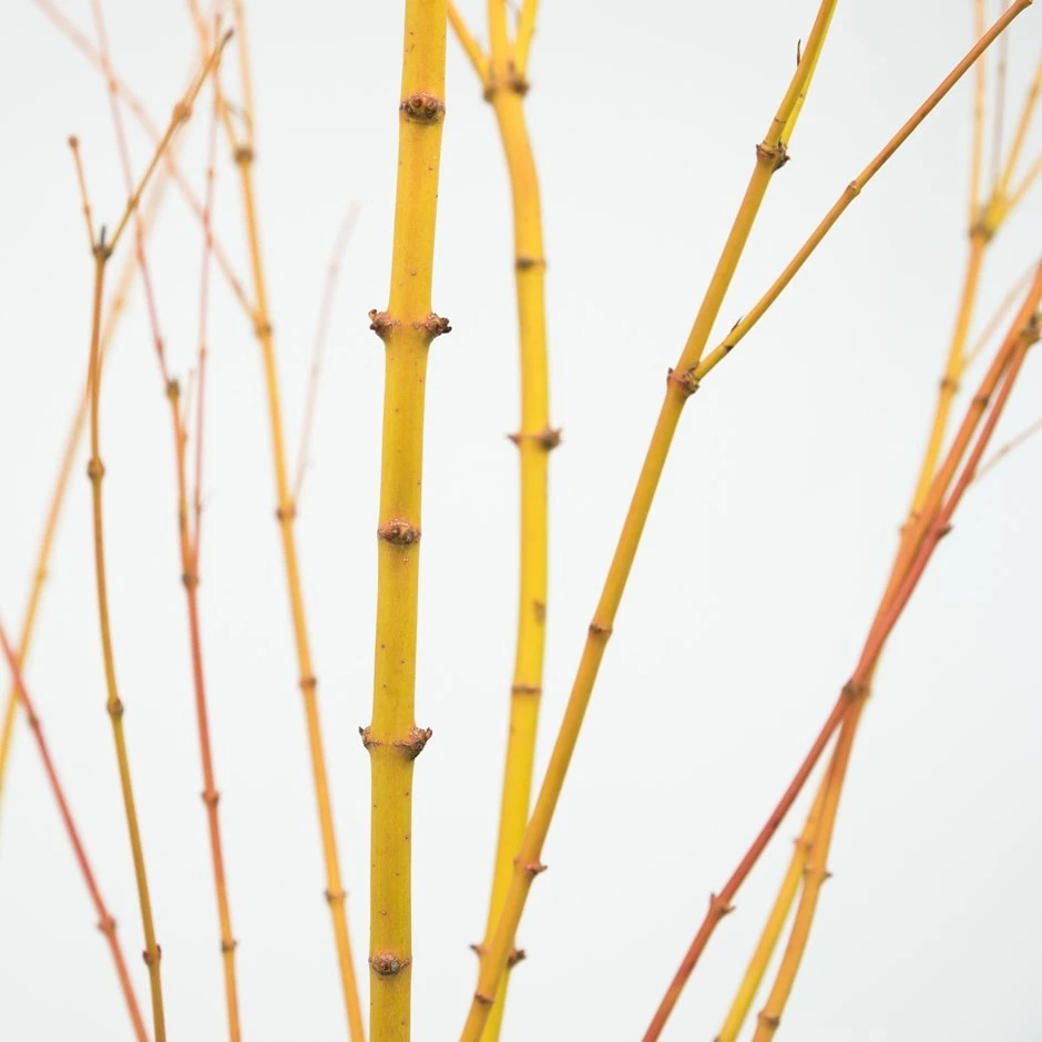 Acer Palmatum 'Bi Hō' 1 Acer Palmatum 'Bi Hō'