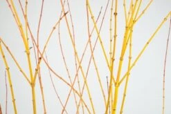 Acer Palmatum 'Bi Hō' 8 Acer Palmatum 'Bi Hō' -Plants Shop pl2000020889 card3 lg