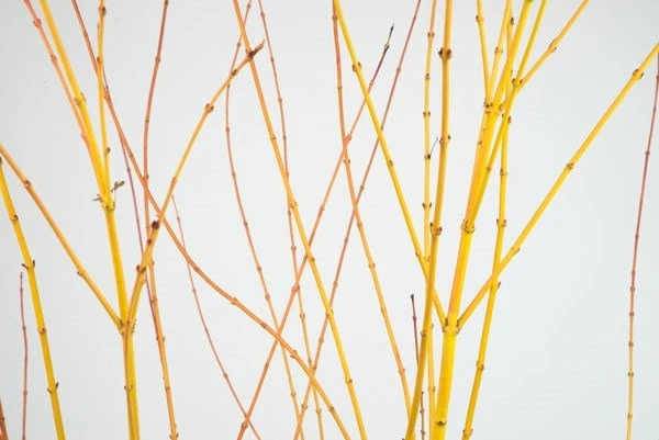 Acer Palmatum 'Bi Hō' 3 Acer Palmatum 'Bi Hō' - Image 3