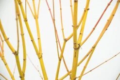 Acer Palmatum 'Bi Hō' 10 Acer Palmatum 'Bi Hō' -Plants Shop pl2000020889 card5 lg