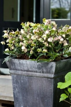 Helleborus × Sahinii 'Winterbells' (PBR) -Plants Shop pl2000020890 card3 lg