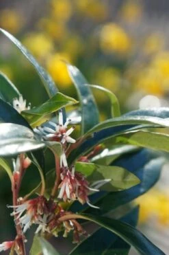 Sarcococca Hookeriana Winter Gem ('Pmoore03') (PBR) -Plants Shop pl2000020895 card3 lg