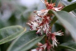 Sarcococca Hookeriana Winter Gem ('Pmoore03') (PBR) -Plants Shop pl2000020895 card4 lg